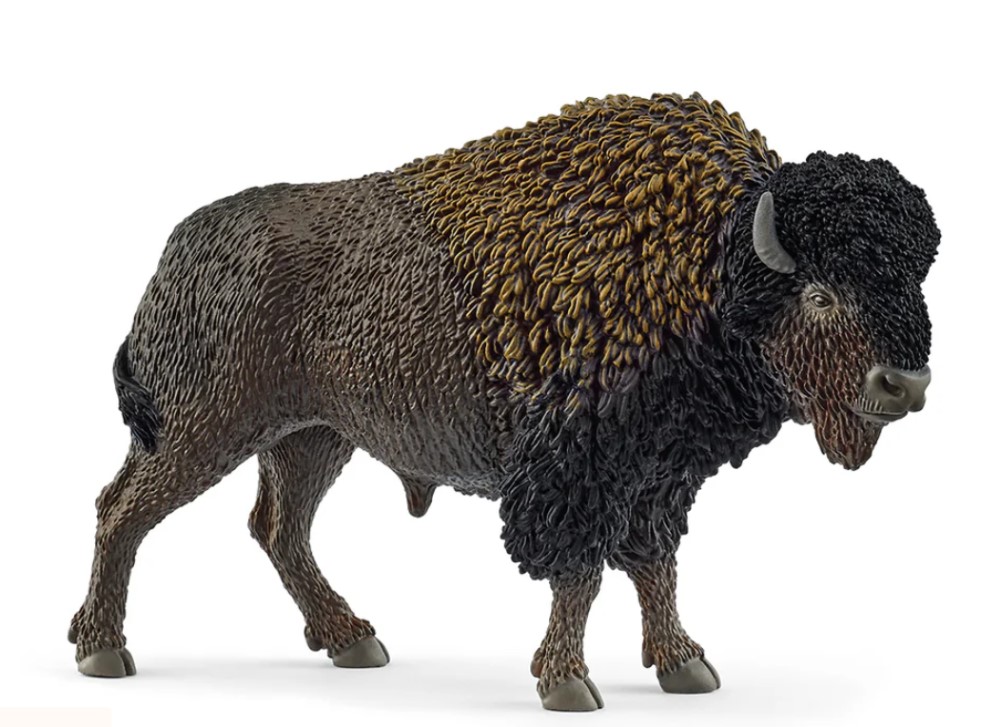 Schleich 14879 - Der Bison sieht prchtig aus mit seinem mchtigen Kopf und dem markanten Buckel ber den Schultern. Das dicke braune Fell ist auf dem Rcken heller und dichter. Der dicke Schdel und die breite Brust sind schwarz gefrbt. Der Bison trgt zwar zwei kurze Hrner auf dem Kopf, mit denen er sich notfalls verteidigen kann. Aber eigentlich schaut er sehr freundlich drein.