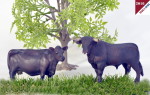 Bullen und Bären sind an der Börse, Bullen auf den Wiesen in Graubünden und nun auch Kühe und Bullen auf der Gartenbahn! 